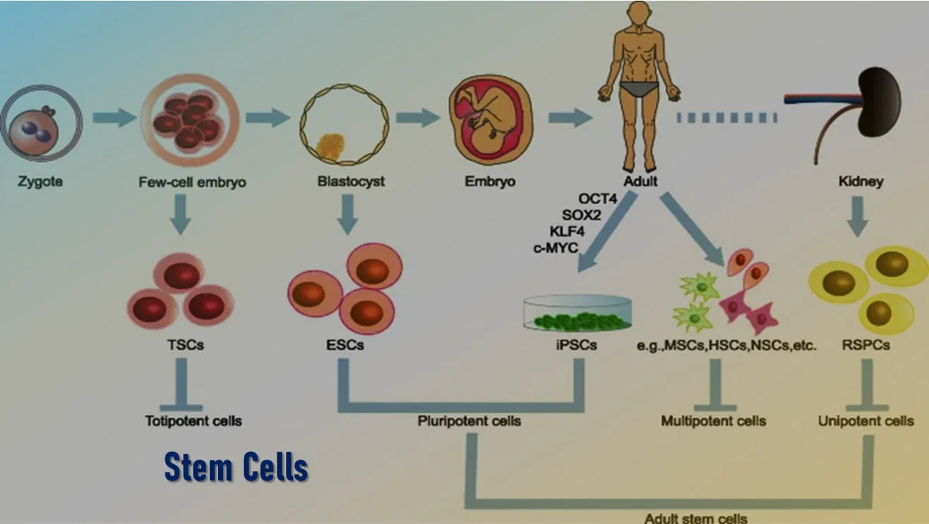 Stem Cells