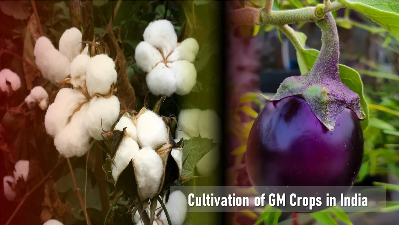 GM Crops Cultivation