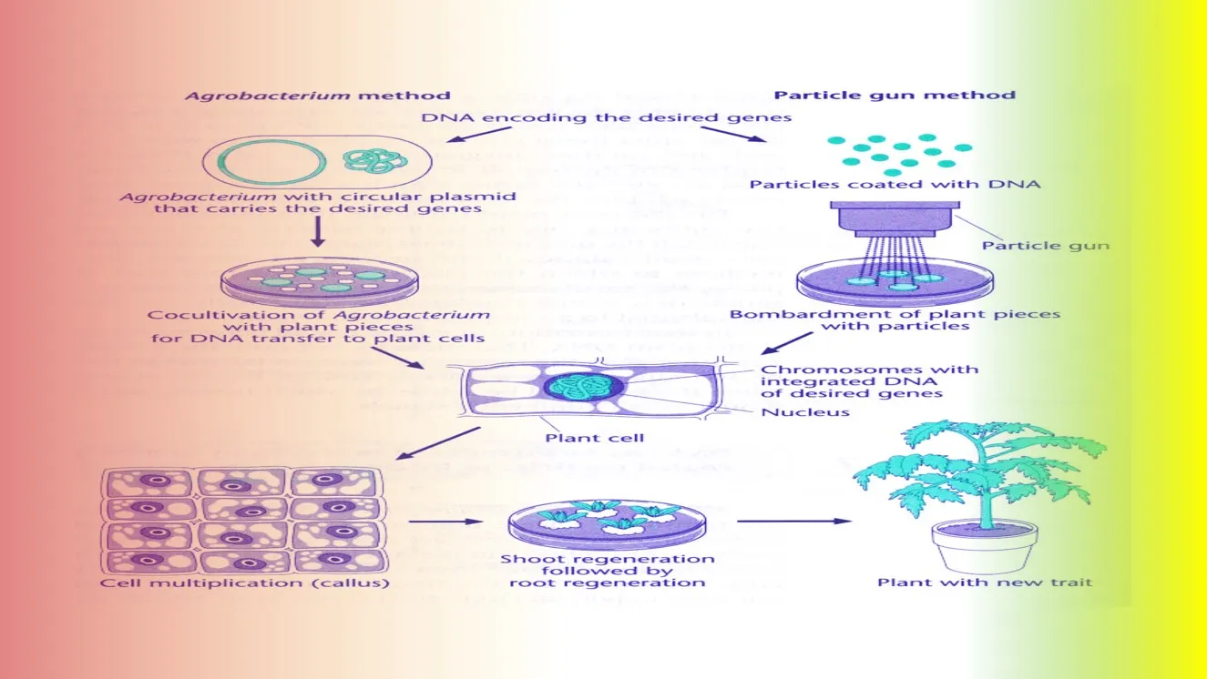 Genetically Engineered Crops Applications and future possibilities