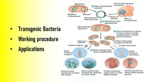 Transgenic Bacteria