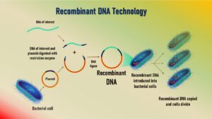 Recombinant DNA Technology