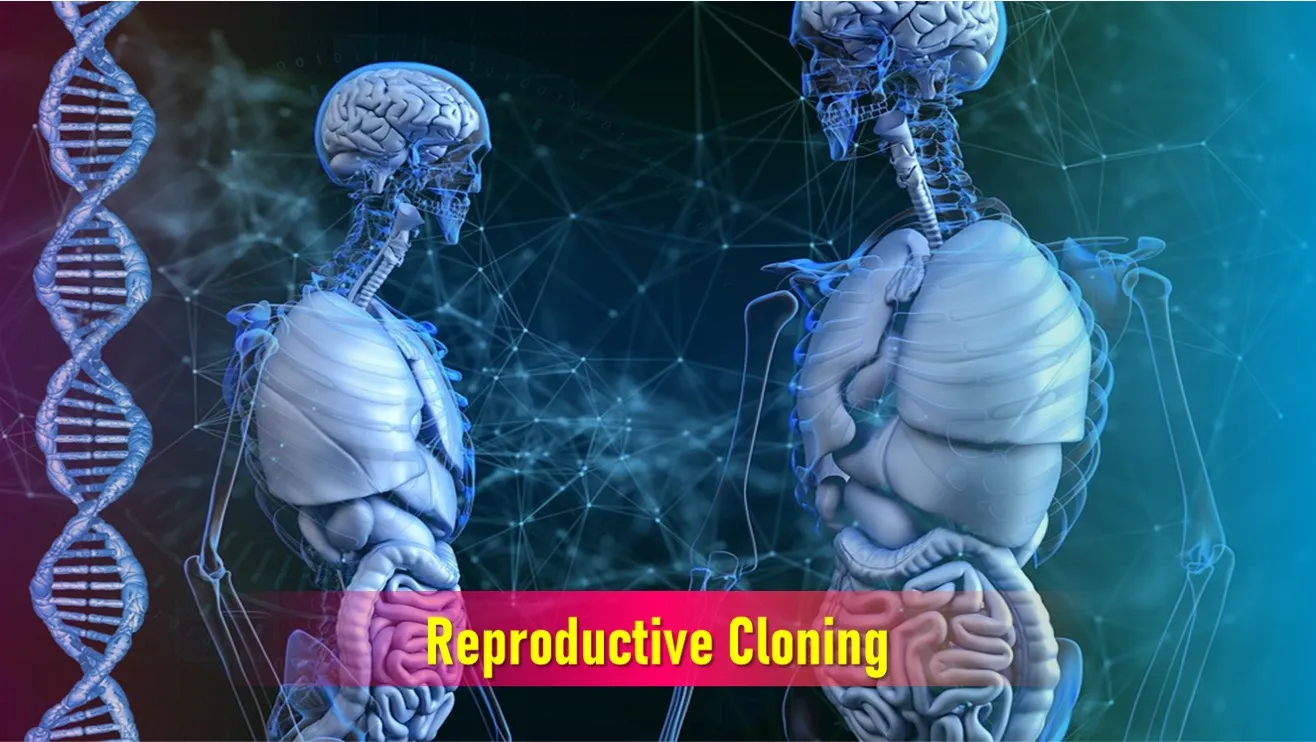 Reproductive Cloning