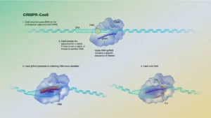 Gene Editing Working mechanism of CRISPR-Cas9