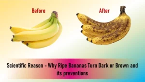 Why Ripe Bananas Turn Black
